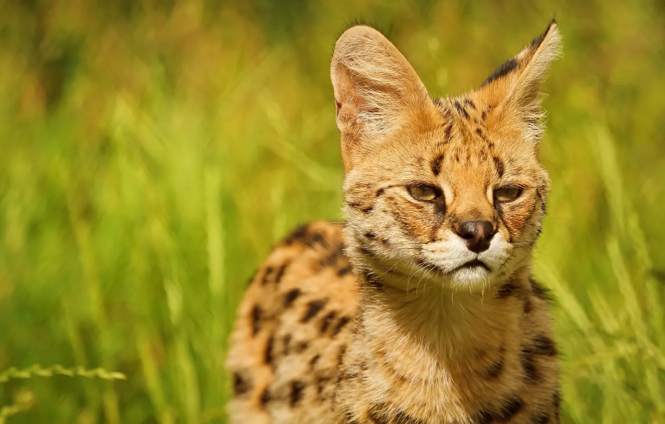 Photo wallpaper face, ears, looks, Serval