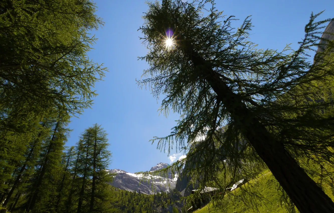Photo wallpaper the sun, trees, mountains, glare, Switzerland