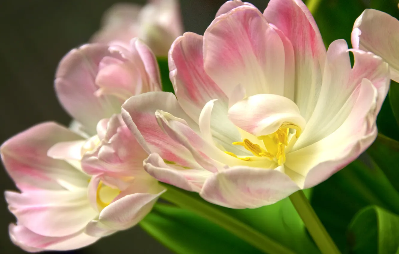 Photo wallpaper macro, flowers, tulips, pink