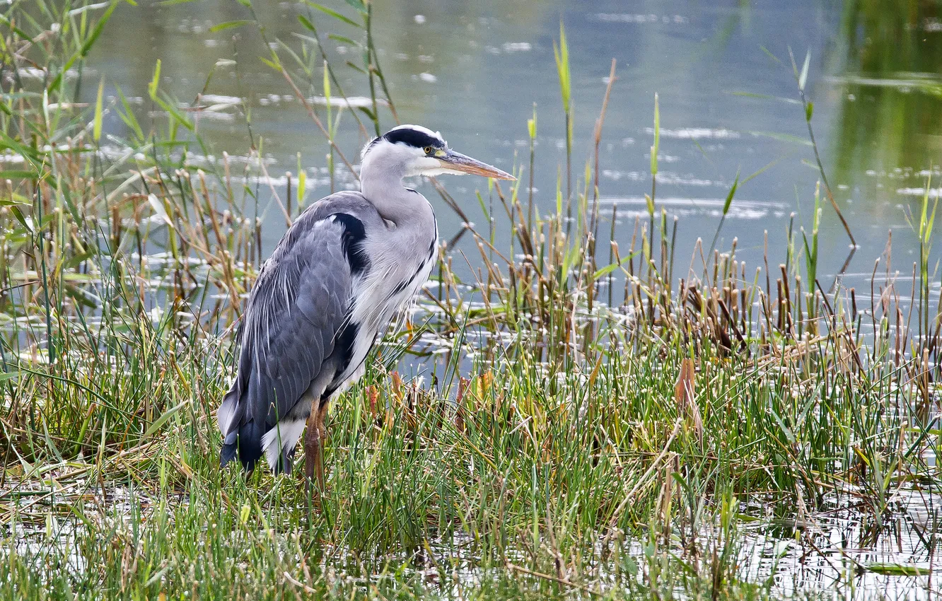 Photo wallpaper grass, grey, bird, pond, Heron