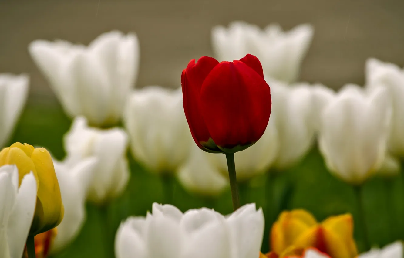 Photo wallpaper flowers, nature, spring, tulips