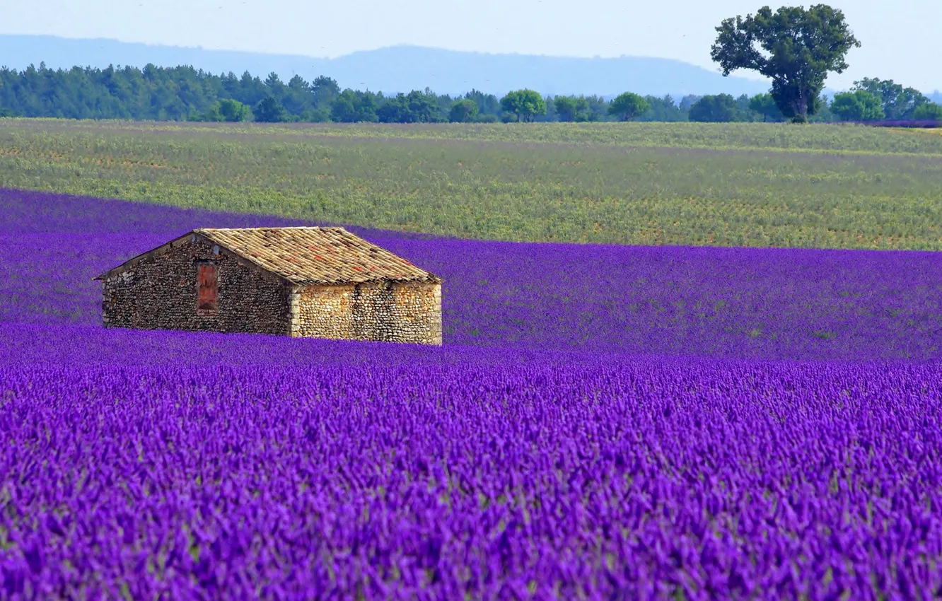 Photo wallpaper field, flowers, house, France, meadow, lavender, plantation