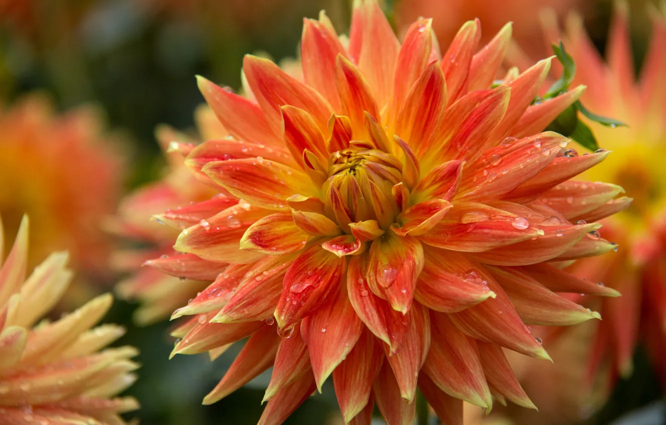 Photo wallpaper drops, macro, orange, dahlias