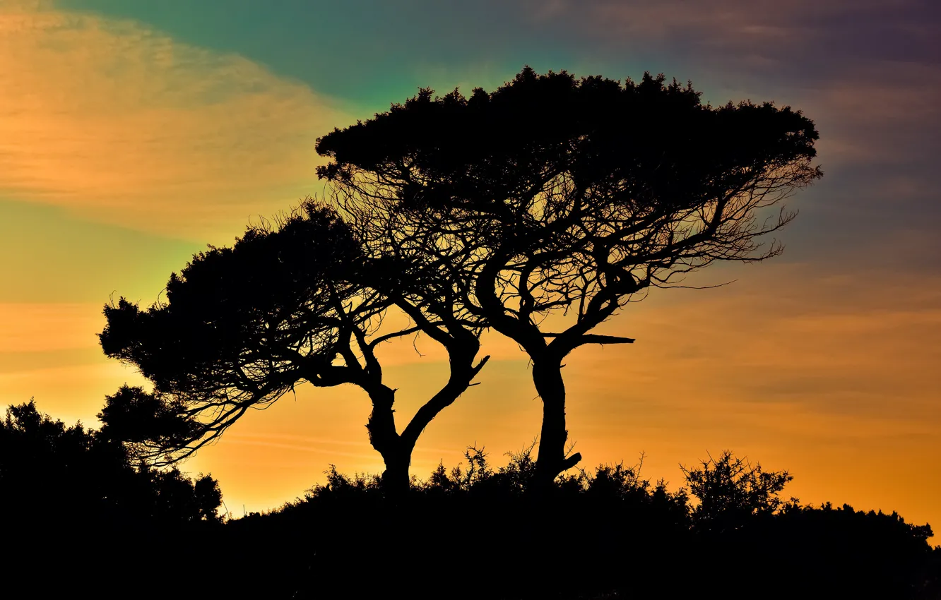 Photo wallpaper trees, sunset, silhouette, the bushes, Cape, Cyprus, Cavo Greco, Greco