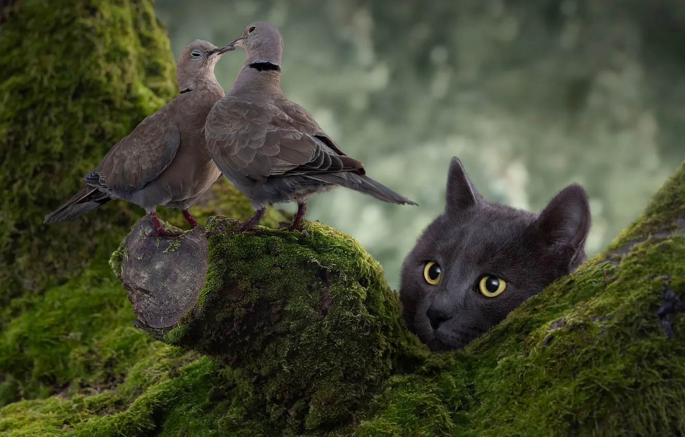 Photo wallpaper bird, look, two birds, a couple, hunter, snag, pigeons, cat