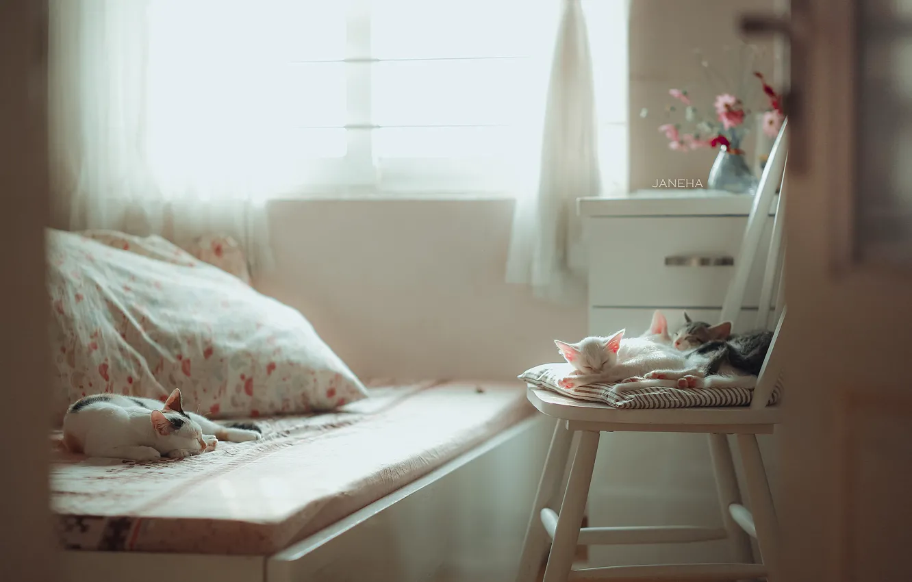 Photo wallpaper cat, room, sleep, chair, kitty