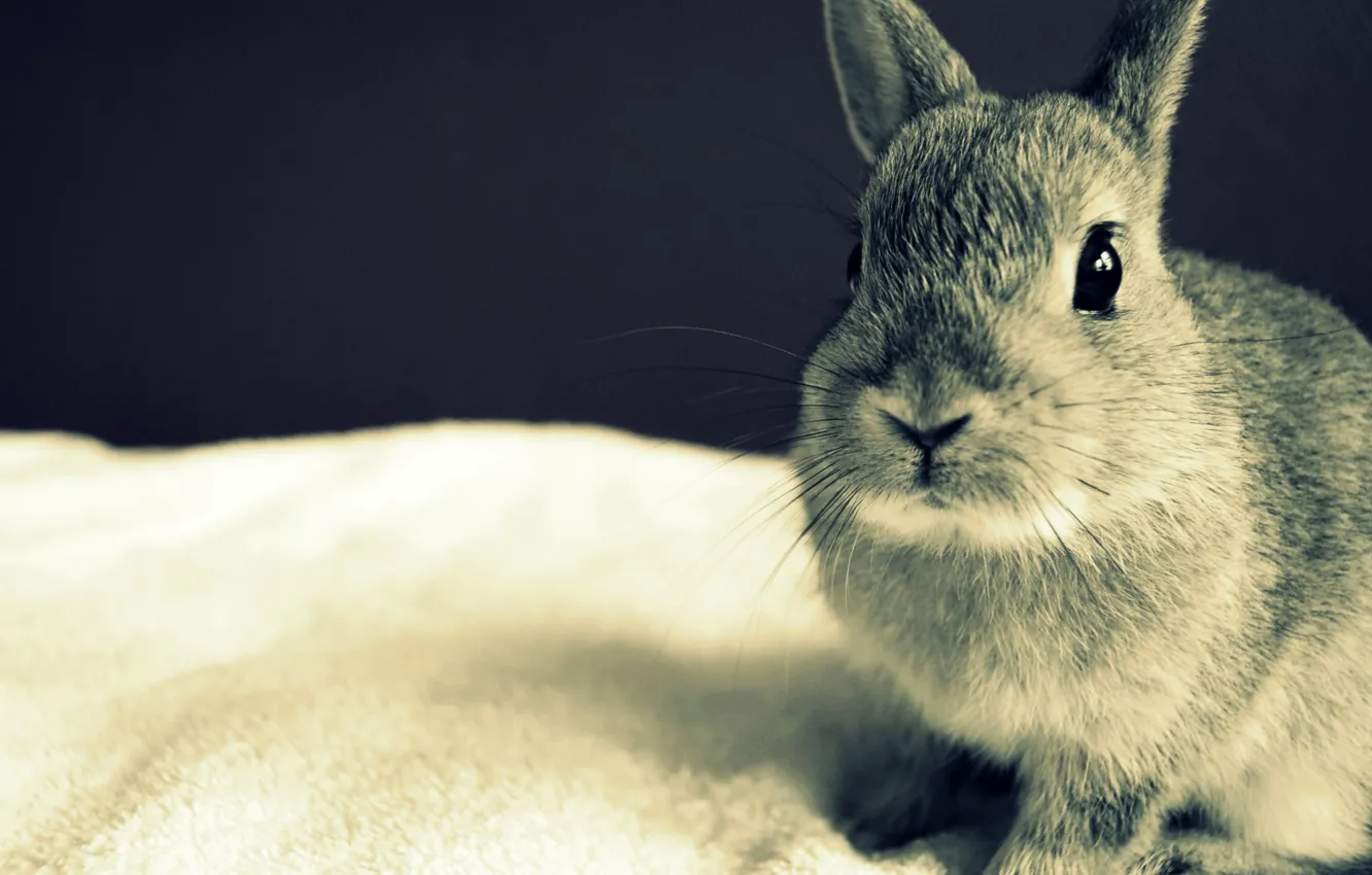 Photo wallpaper eyes, grey, rabbit, ears