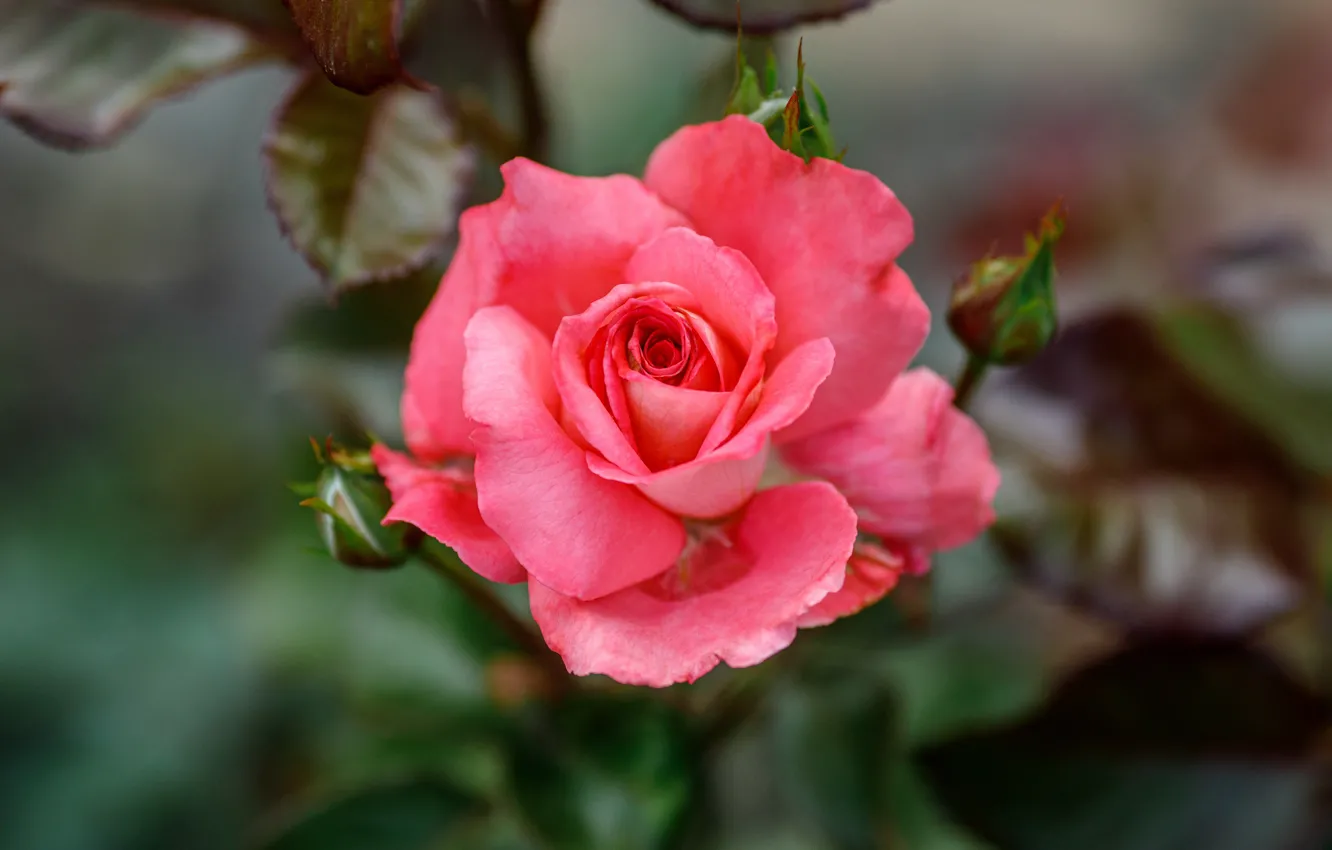 Photo wallpaper rose, Bush, garden