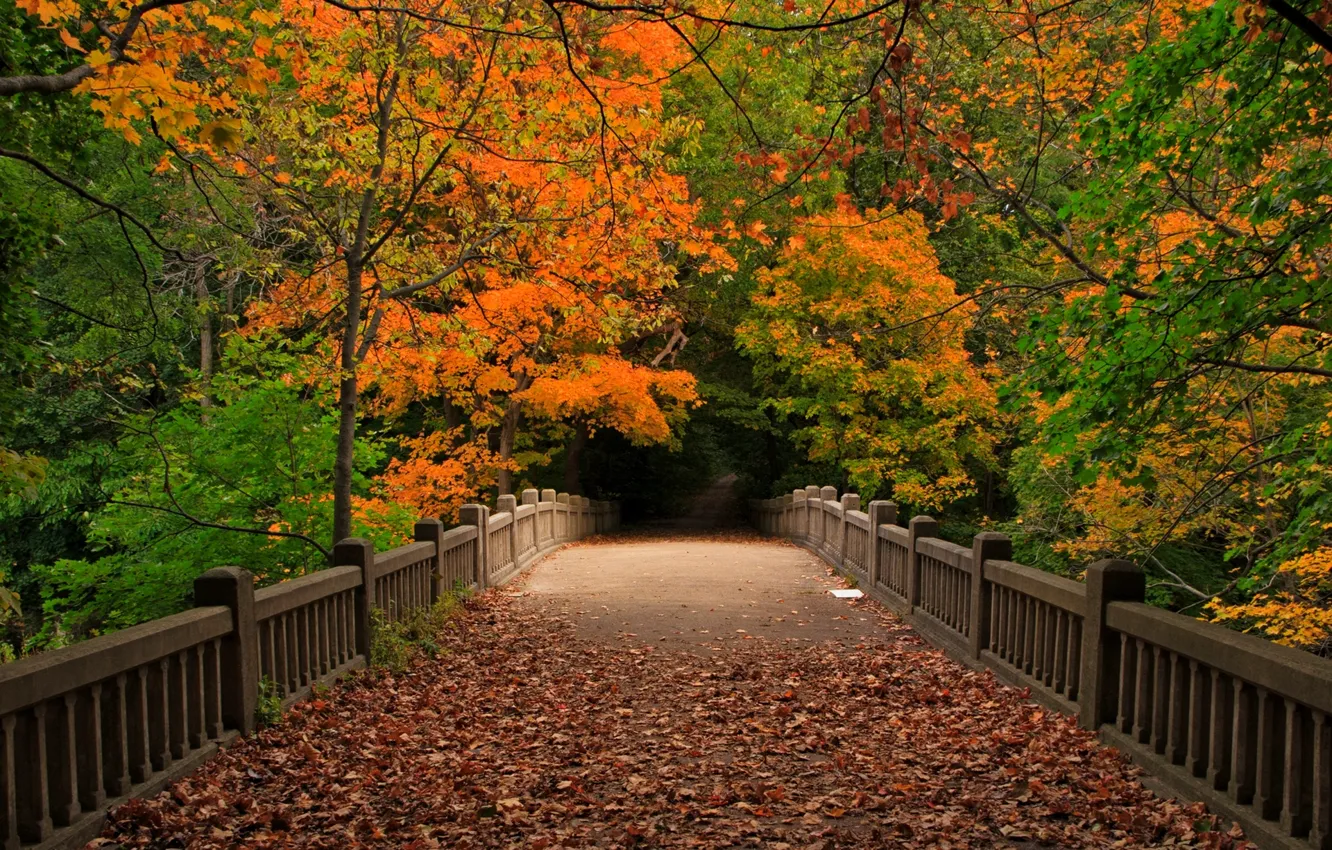 Photo wallpaper autumn, forest, leaves, trees, bridge, nature, Park, view