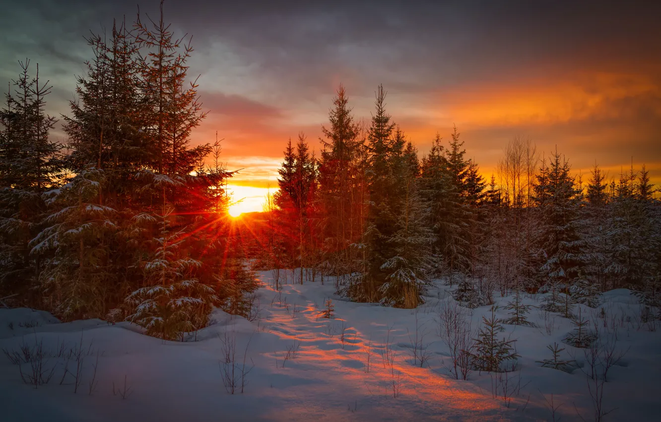 Photo wallpaper winter, forest, the sky, the sun, clouds, rays, light, snow
