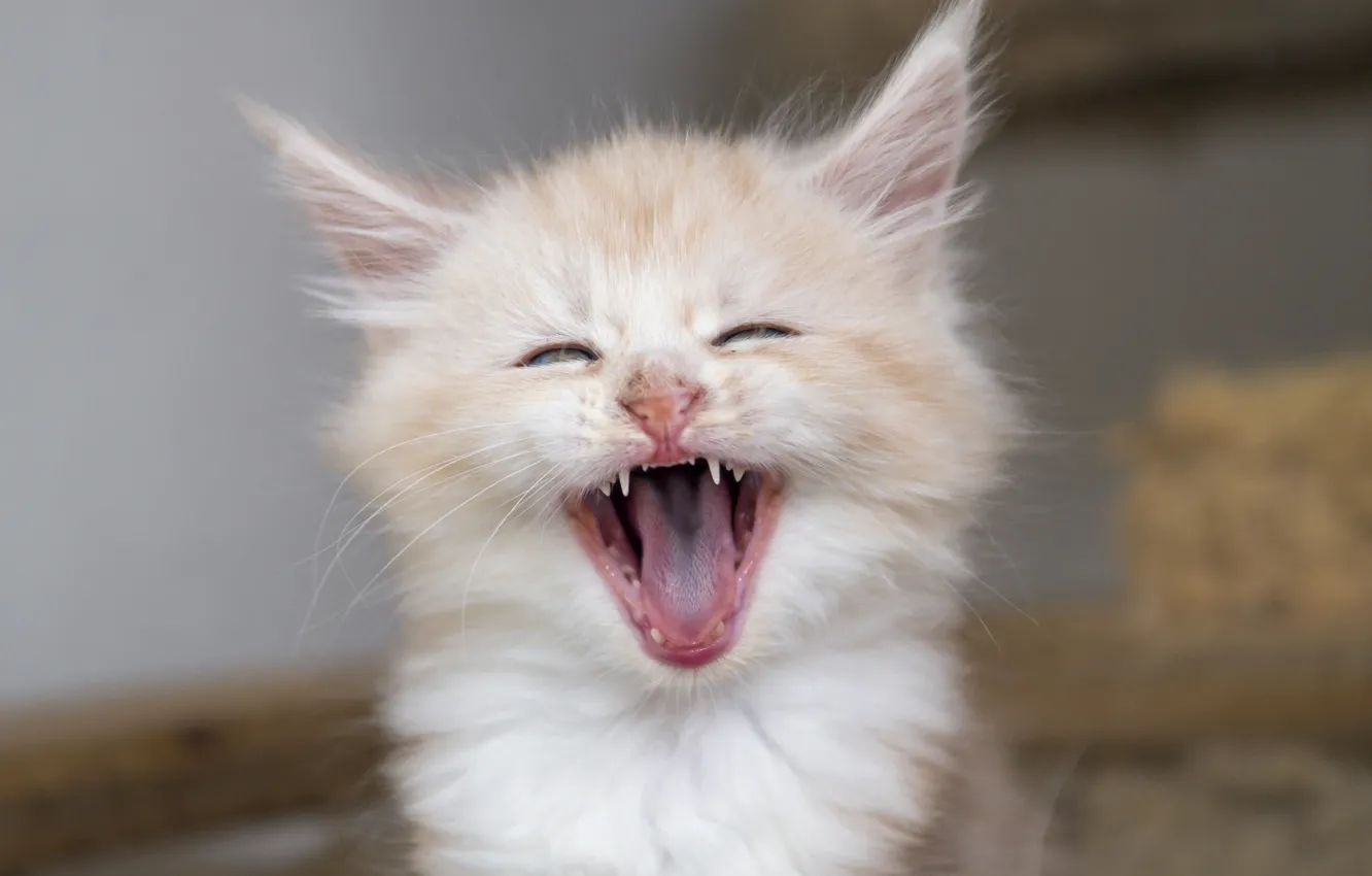Photo wallpaper muzzle, kitty, yawns, yawn, Maine Coon