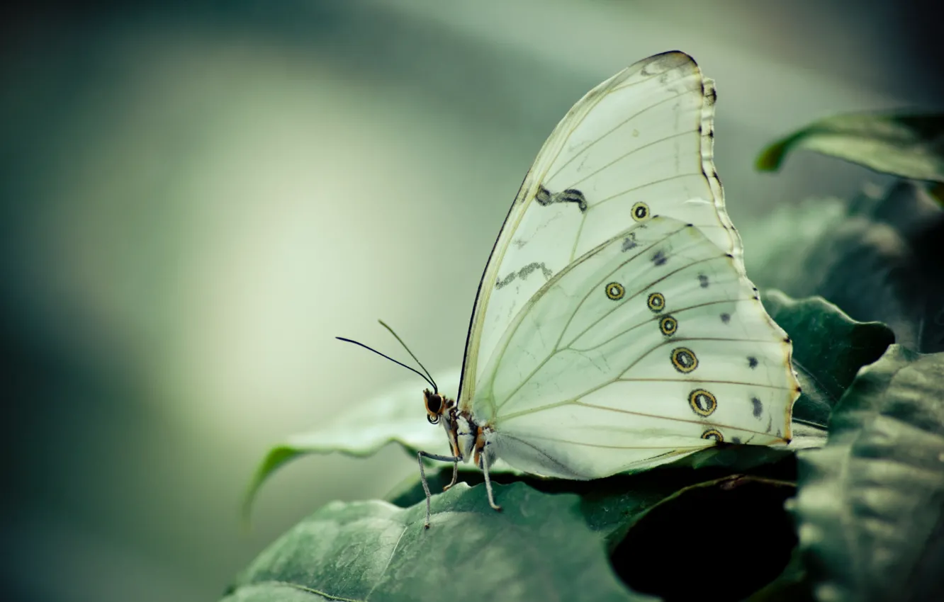 Photo wallpaper BUTTERFLY, WINGS, LEAVES, WHITE, INSECT