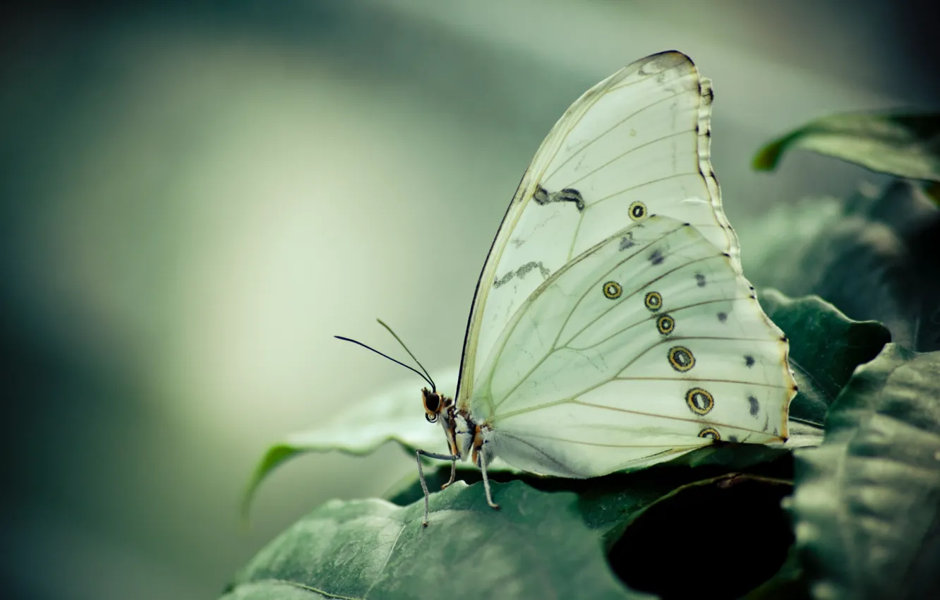 Photo wallpaper white, leaves, butterfly, wings, insect