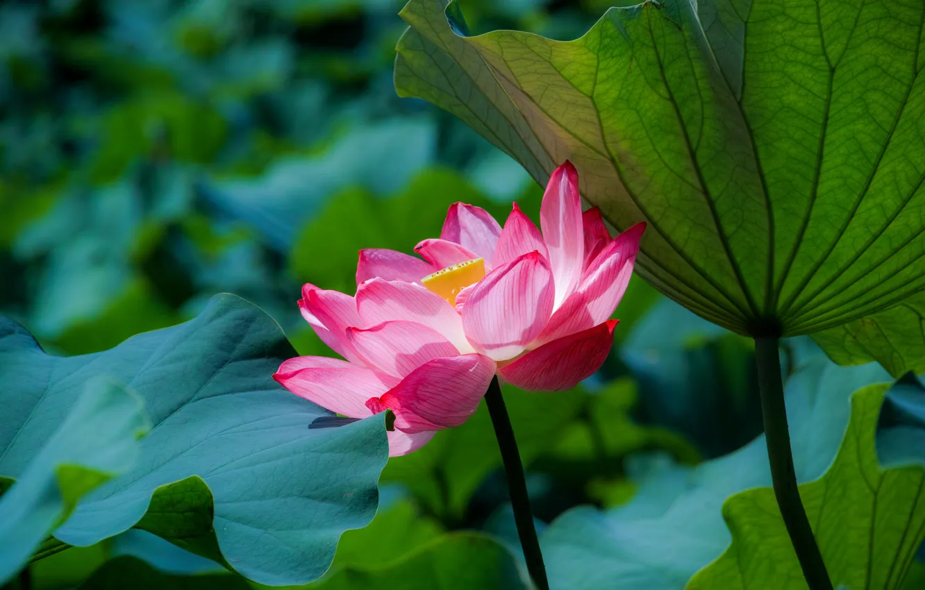 Photo wallpaper leaves, lake, Lotus