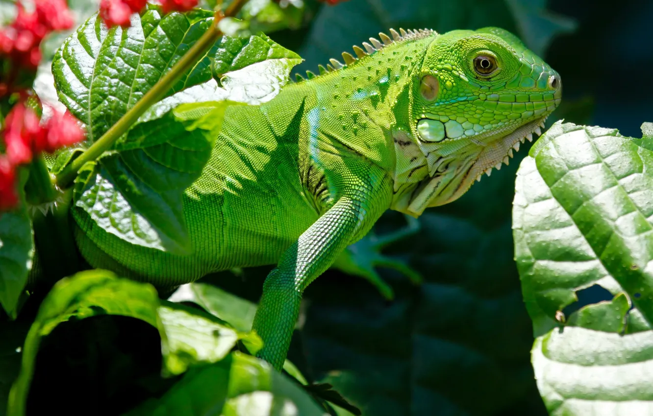 Photo wallpaper nature, green, Wallpaper, wallpaper, nature, iguana, reptile, on the desktop