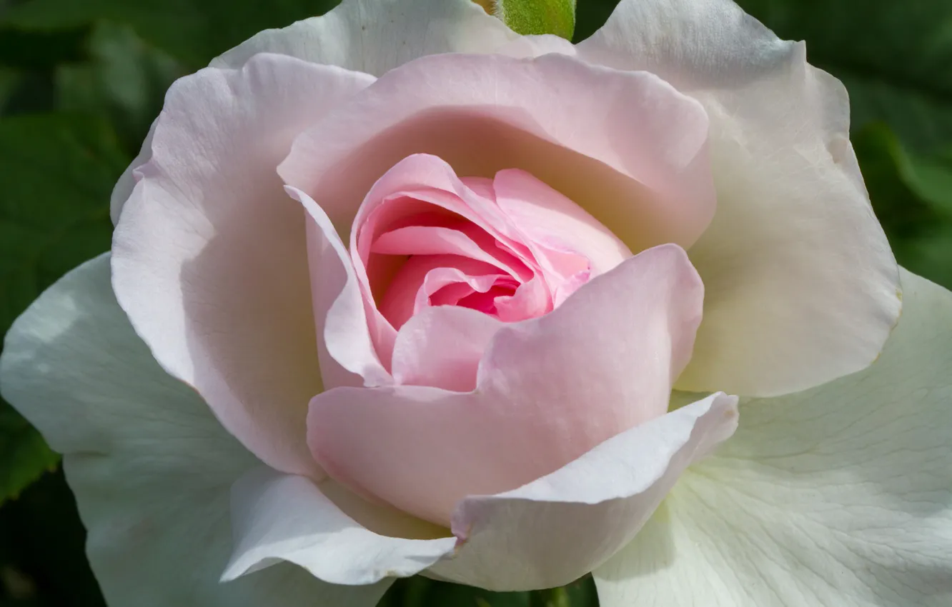 Photo wallpaper close-up, pink rose, rosebud