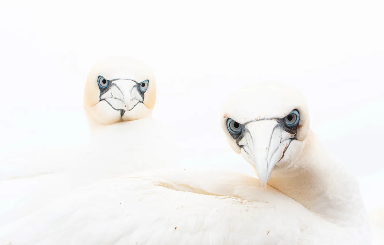 Photo wallpaper birds, nature, Gannets