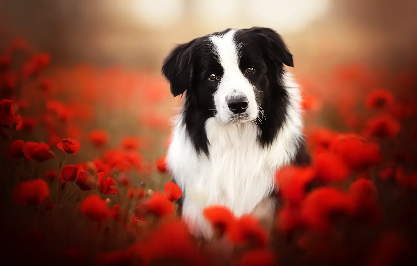 Photo wallpaper each, Maki, dog