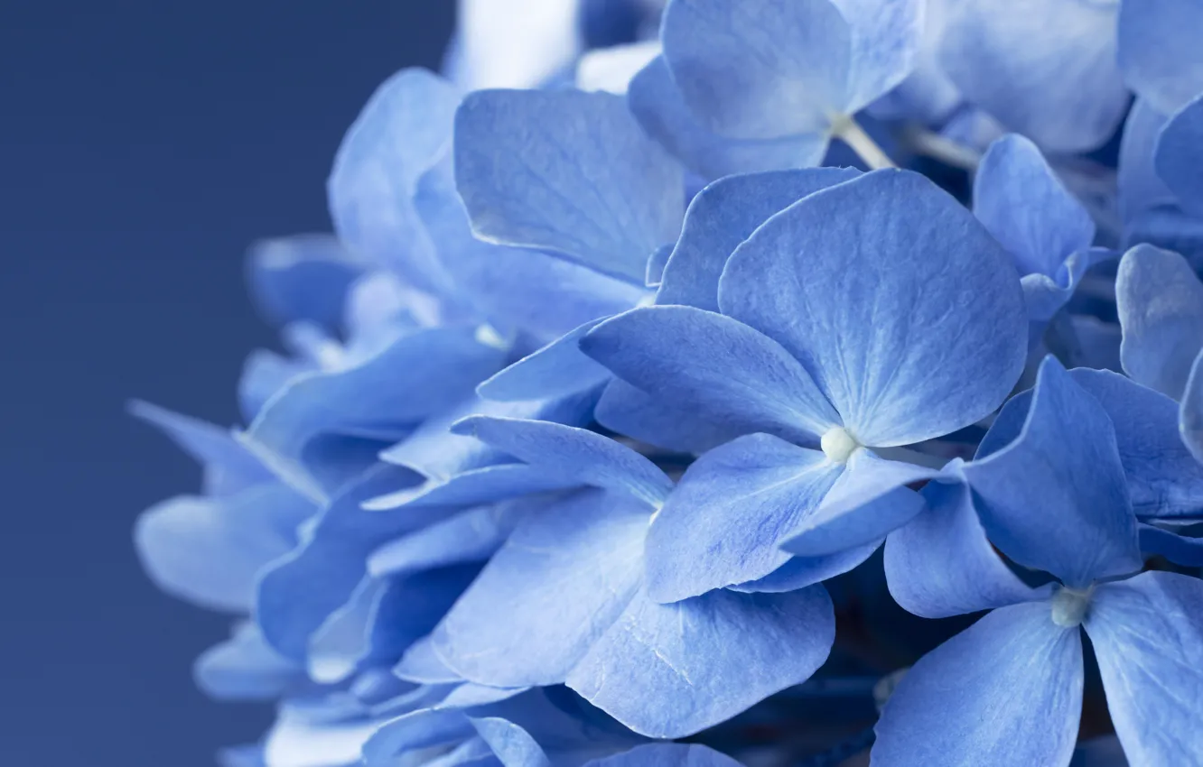 Photo wallpaper flowers, blue, hydrangea