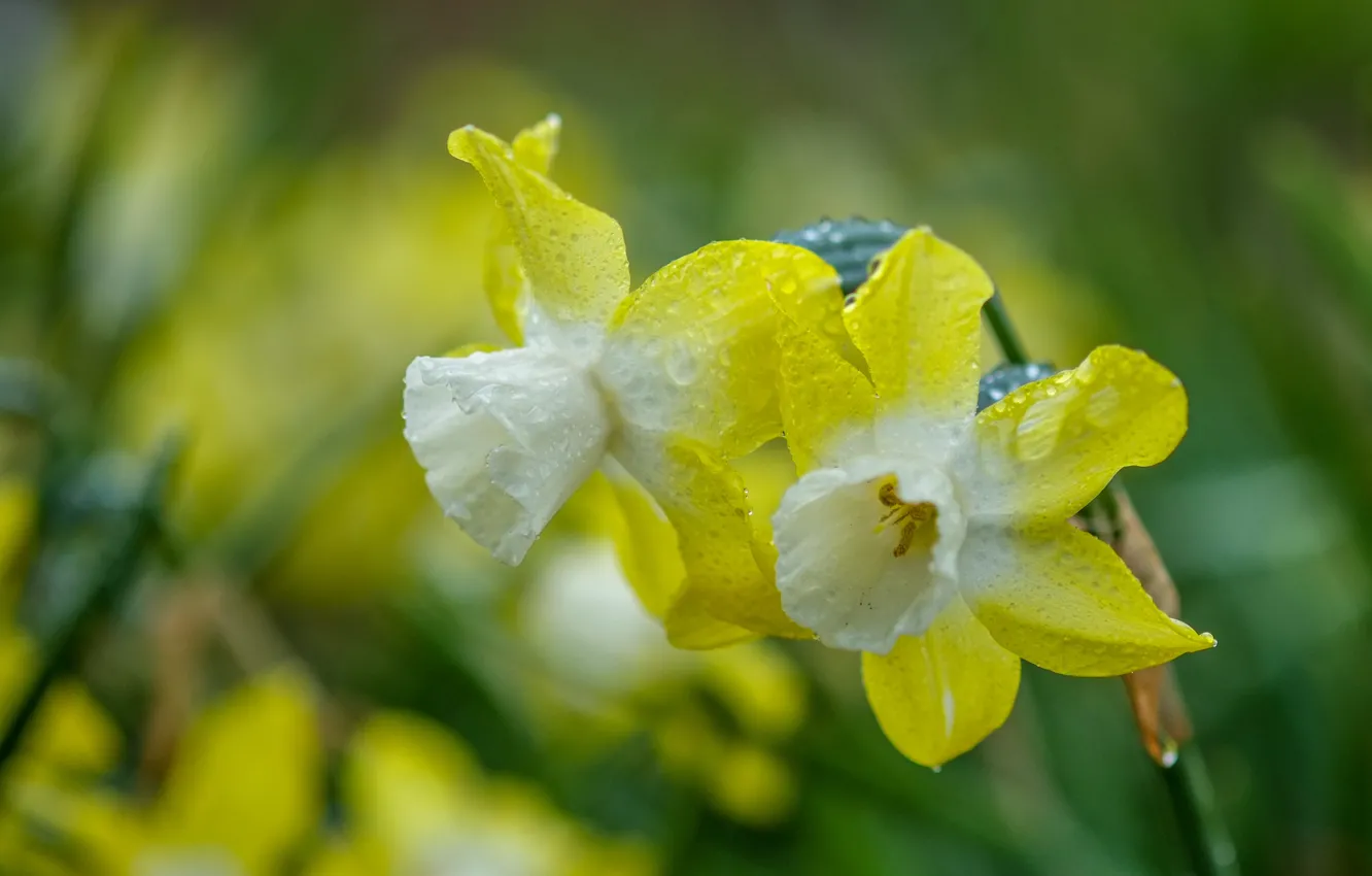 Photo wallpaper drops, flowers, yellow, spring, Duo, daffodils, bokeh
