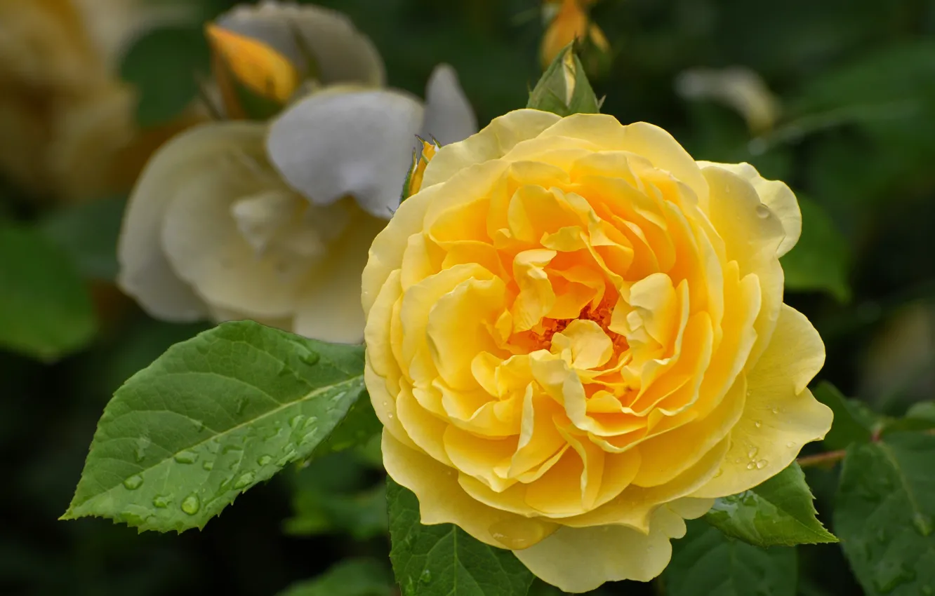 Photo wallpaper leaves, macro, flowers, yellow, roses, bokeh