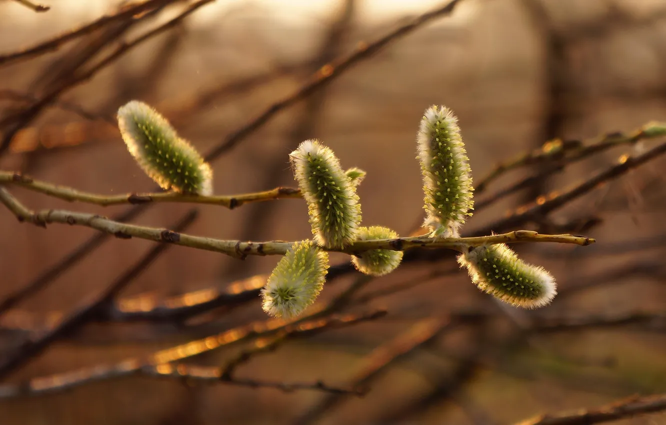 Photo wallpaper autumn, tree, sun, base, twig