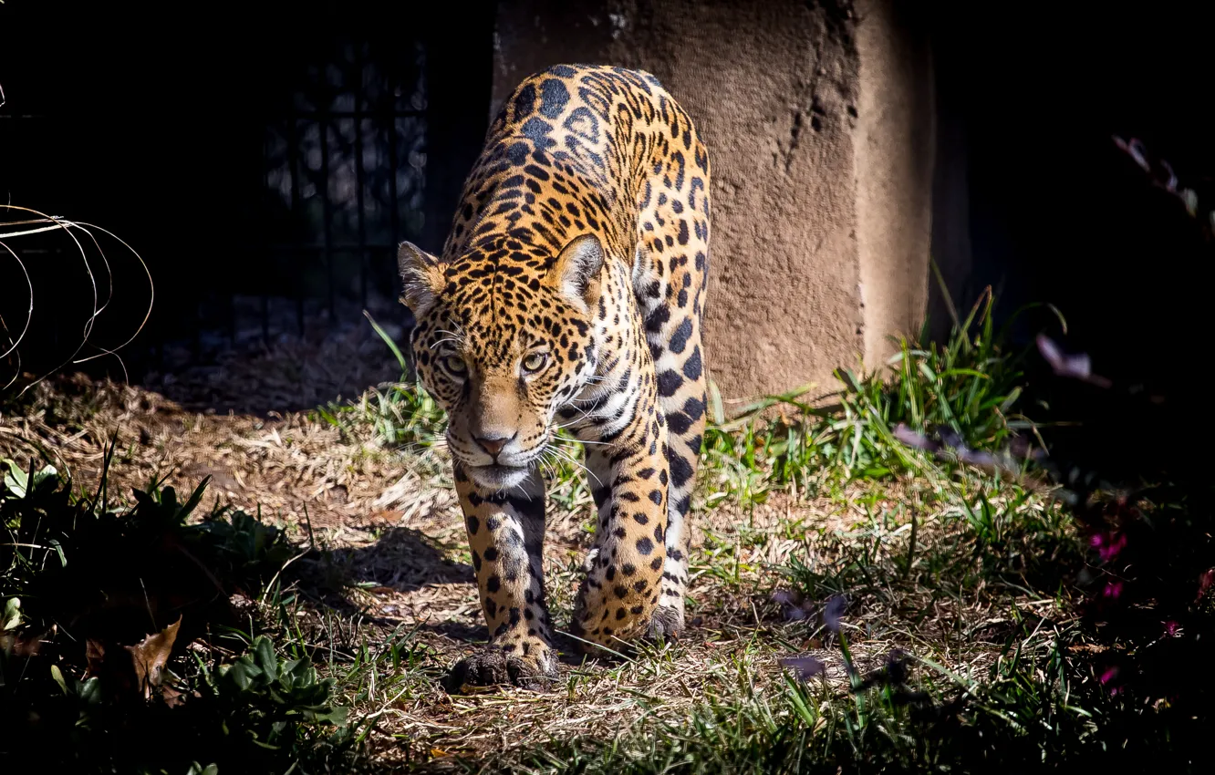 Photo wallpaper cat, the sun, Jaguar