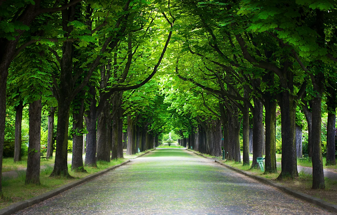 Photo wallpaper trees, nature, Park, alley