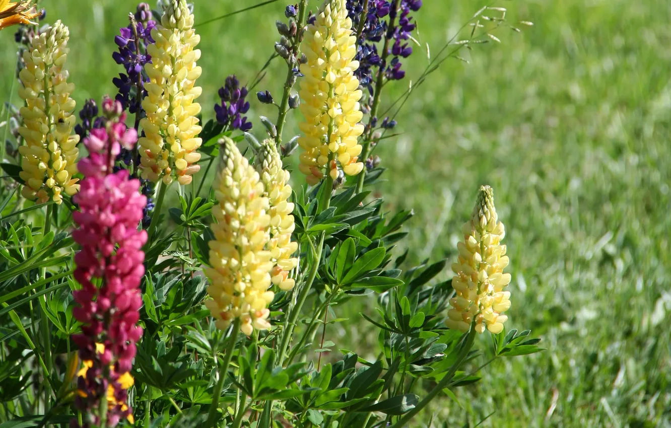 Photo wallpaper field, flowers, photo, lupins