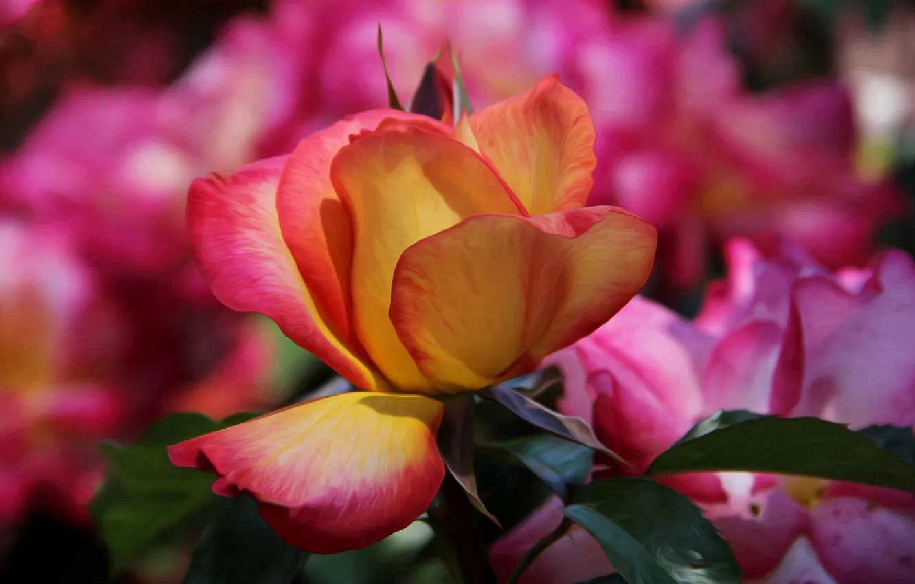 Photo wallpaper roses, rose, buds, flowering, bloom, bud, yellow-pink, Yellow rose