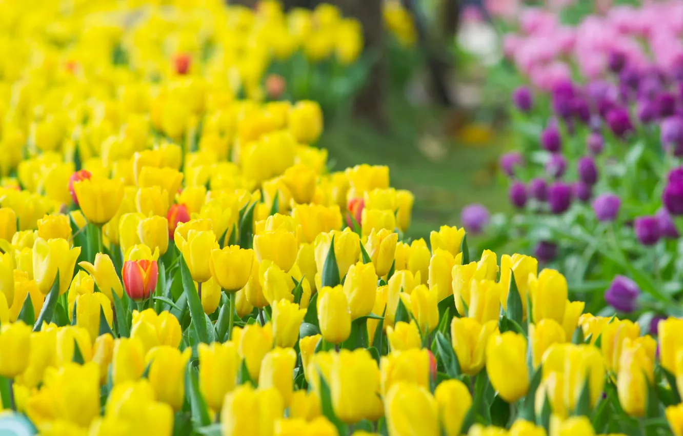 Photo wallpaper flowers, spring, tulips, buds, tulips