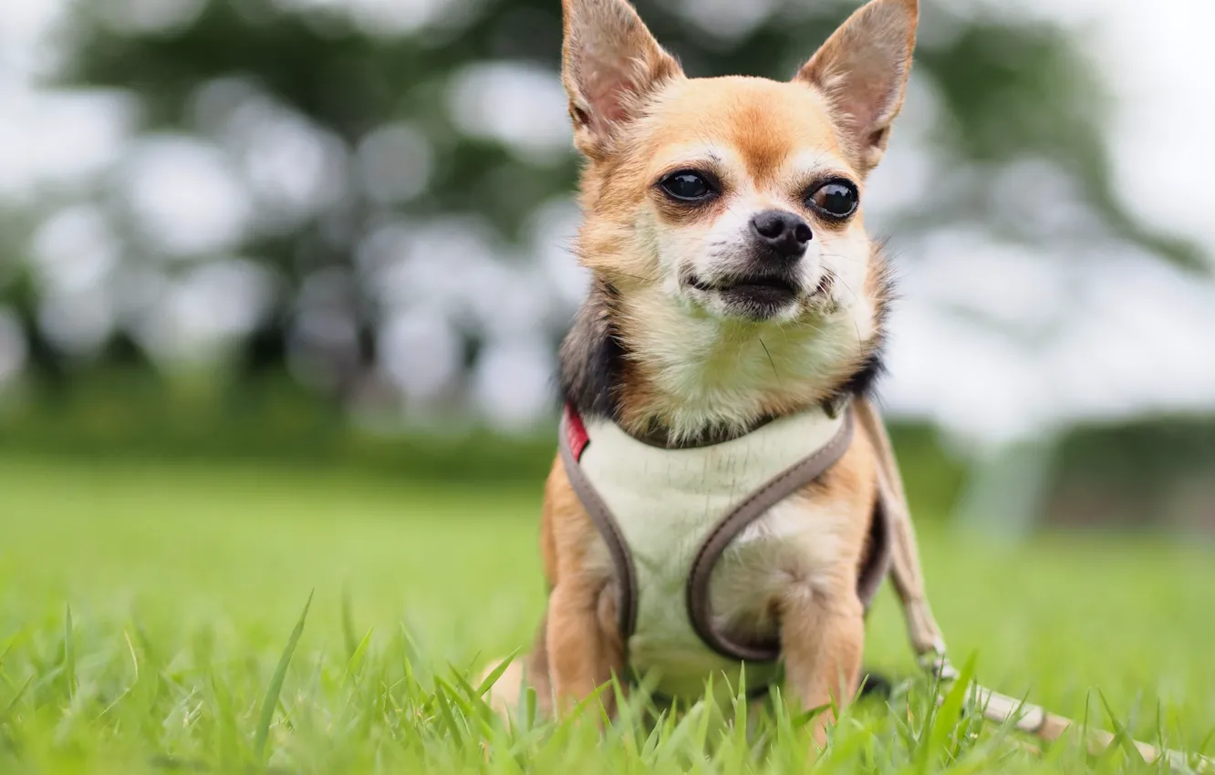 Photo wallpaper vest, Chihuahua, dog