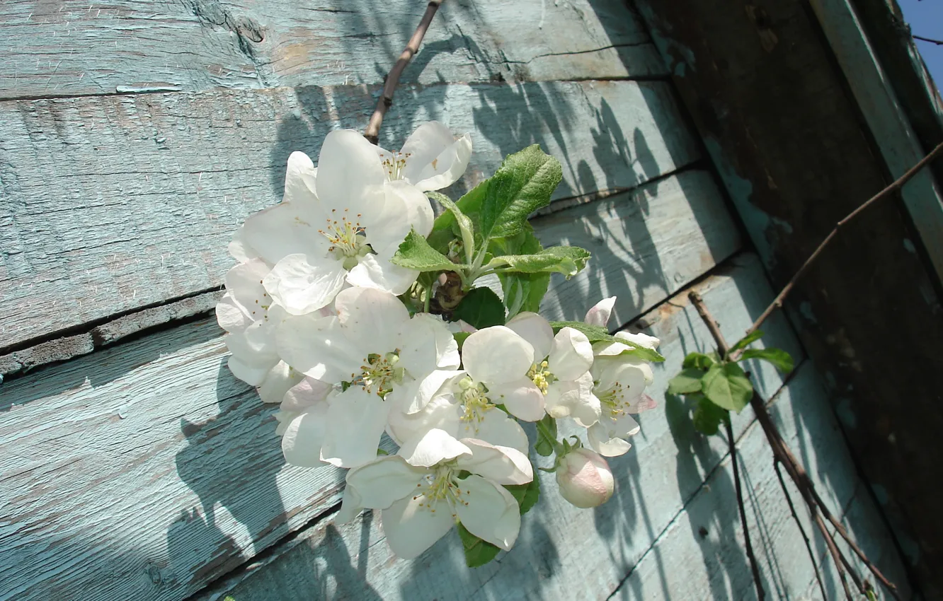 Photo wallpaper Flowers, spring, Apple