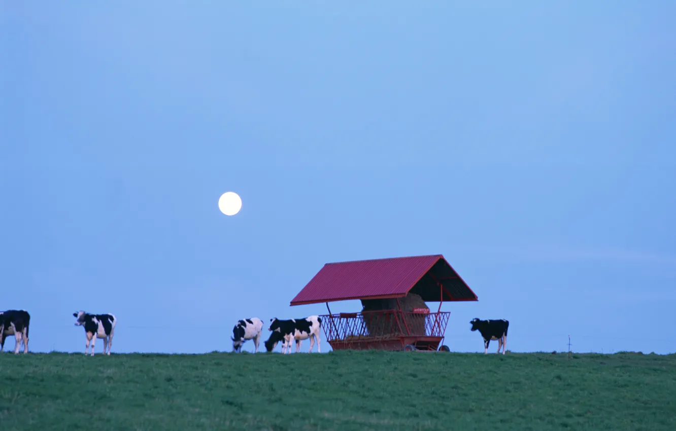 Photo wallpaper the sky, grass, the moon, cows, house