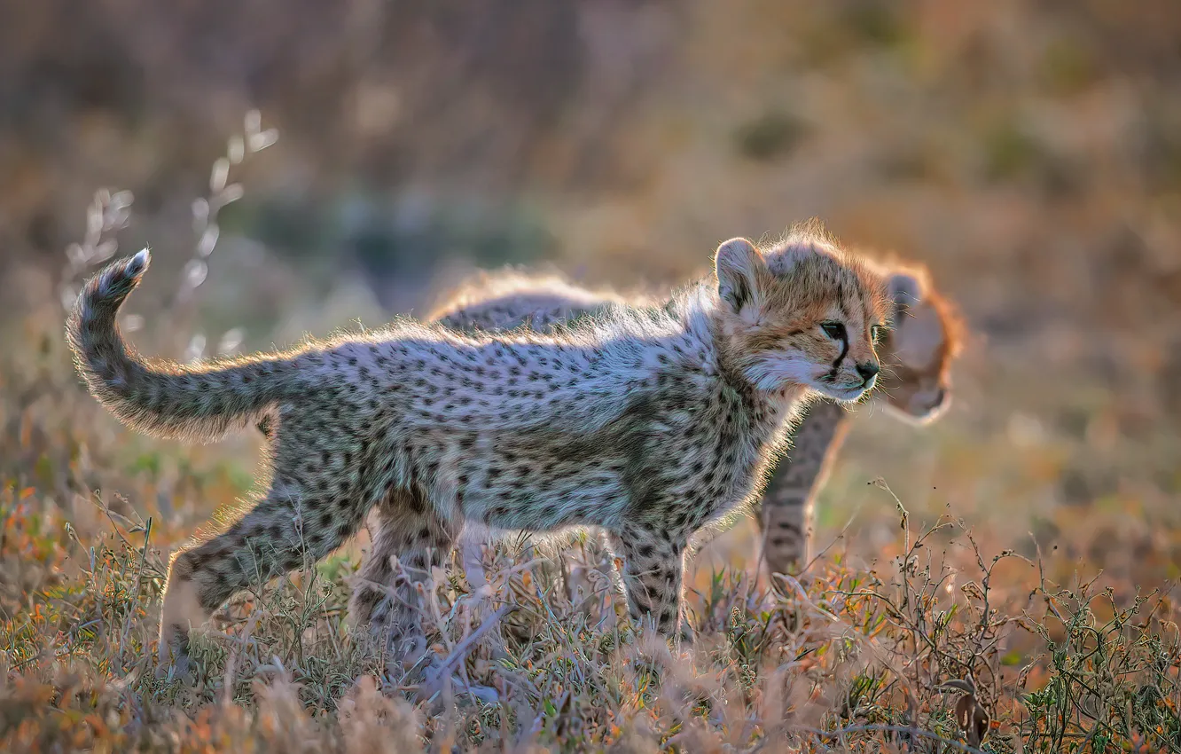 Photo wallpaper glade, baby, Cheetah, cub