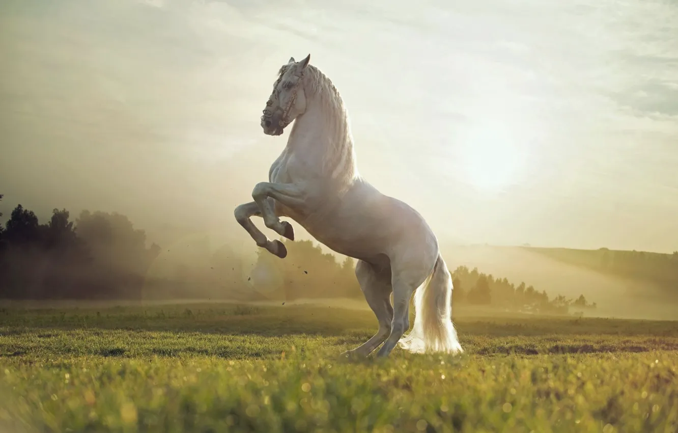 Photo wallpaper white, field, animal, horse