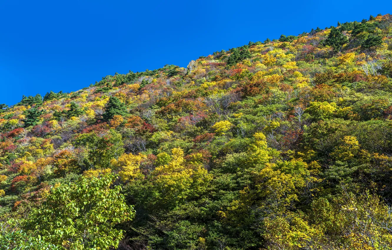 Photo wallpaper autumn, nature, photo, hills, Japan, the bushes, Hakone Komagatake Ropeway
