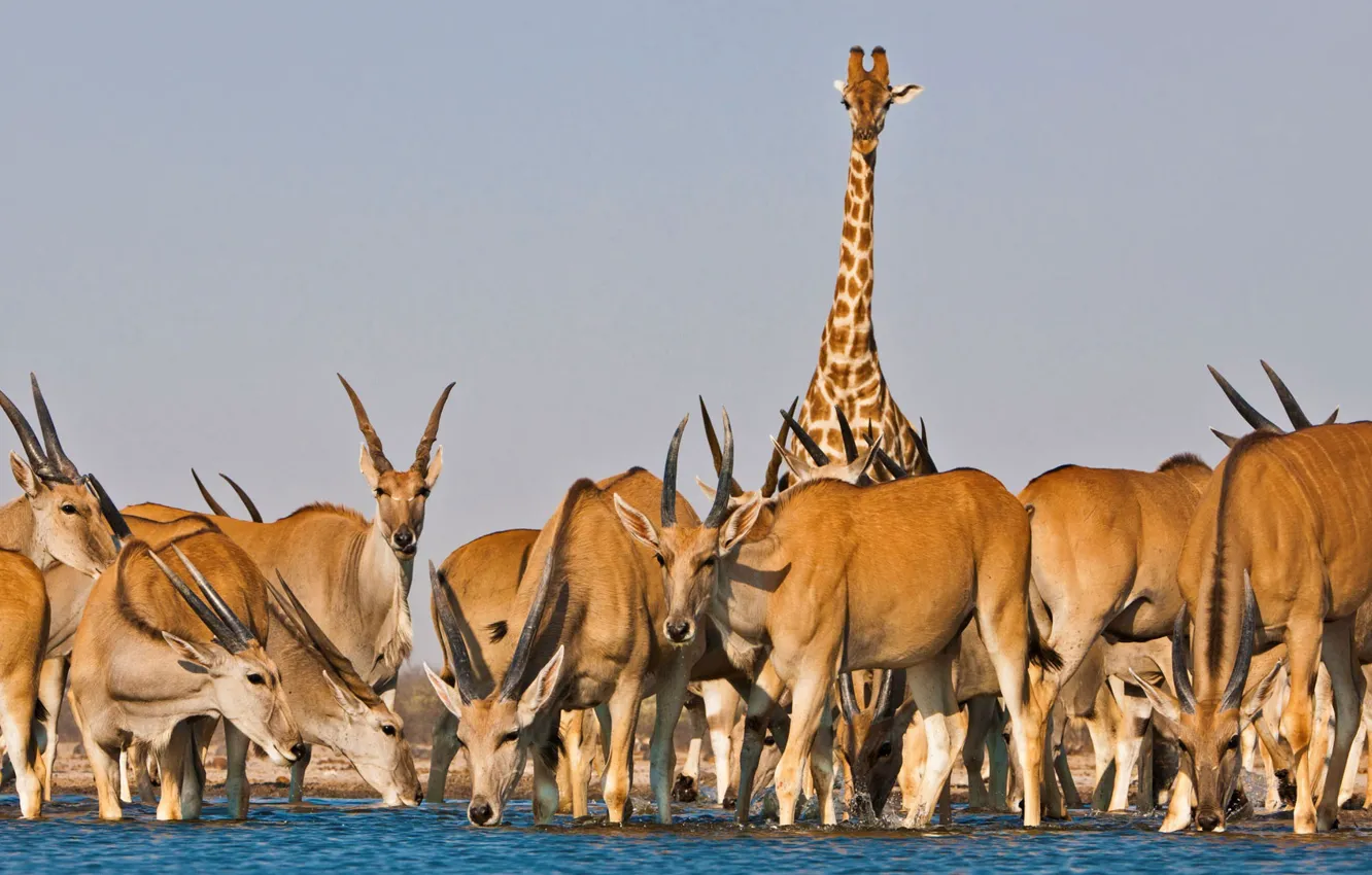 Photo wallpaper giraffe, Africa, drink, antelope, Kanna