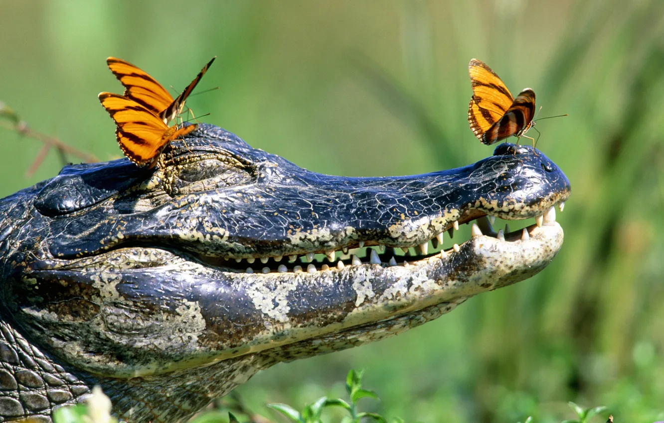 Photo wallpaper butterfly, teeth, crocodile, mouth