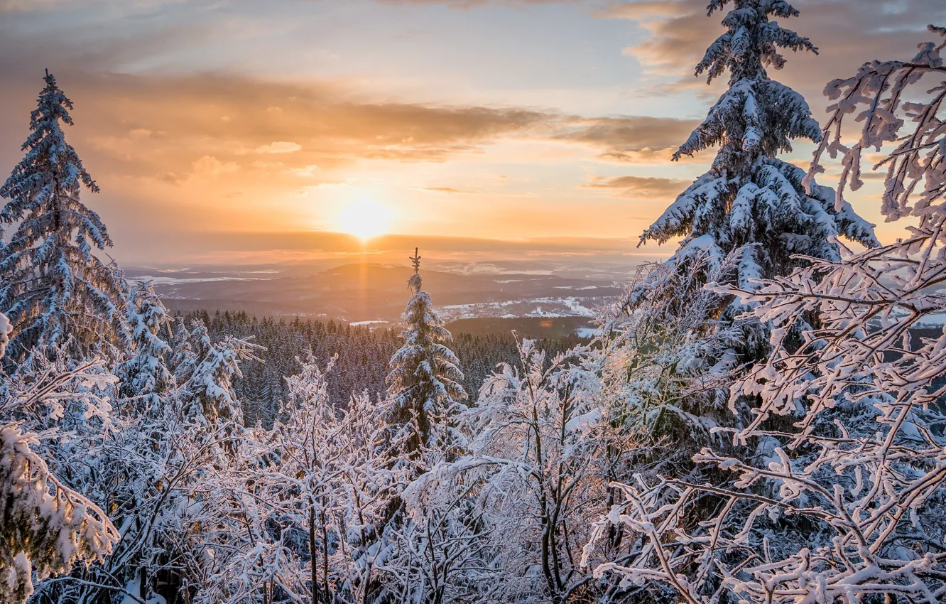Photo wallpaper winter, forest, the sky, the sun, clouds, snow, trees, nature