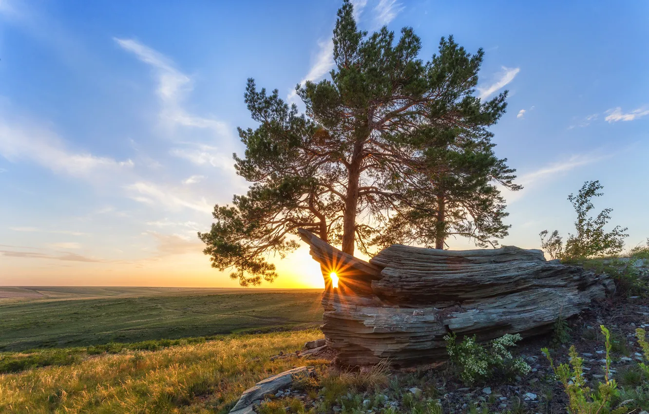 Photo wallpaper summer, the sun, trees