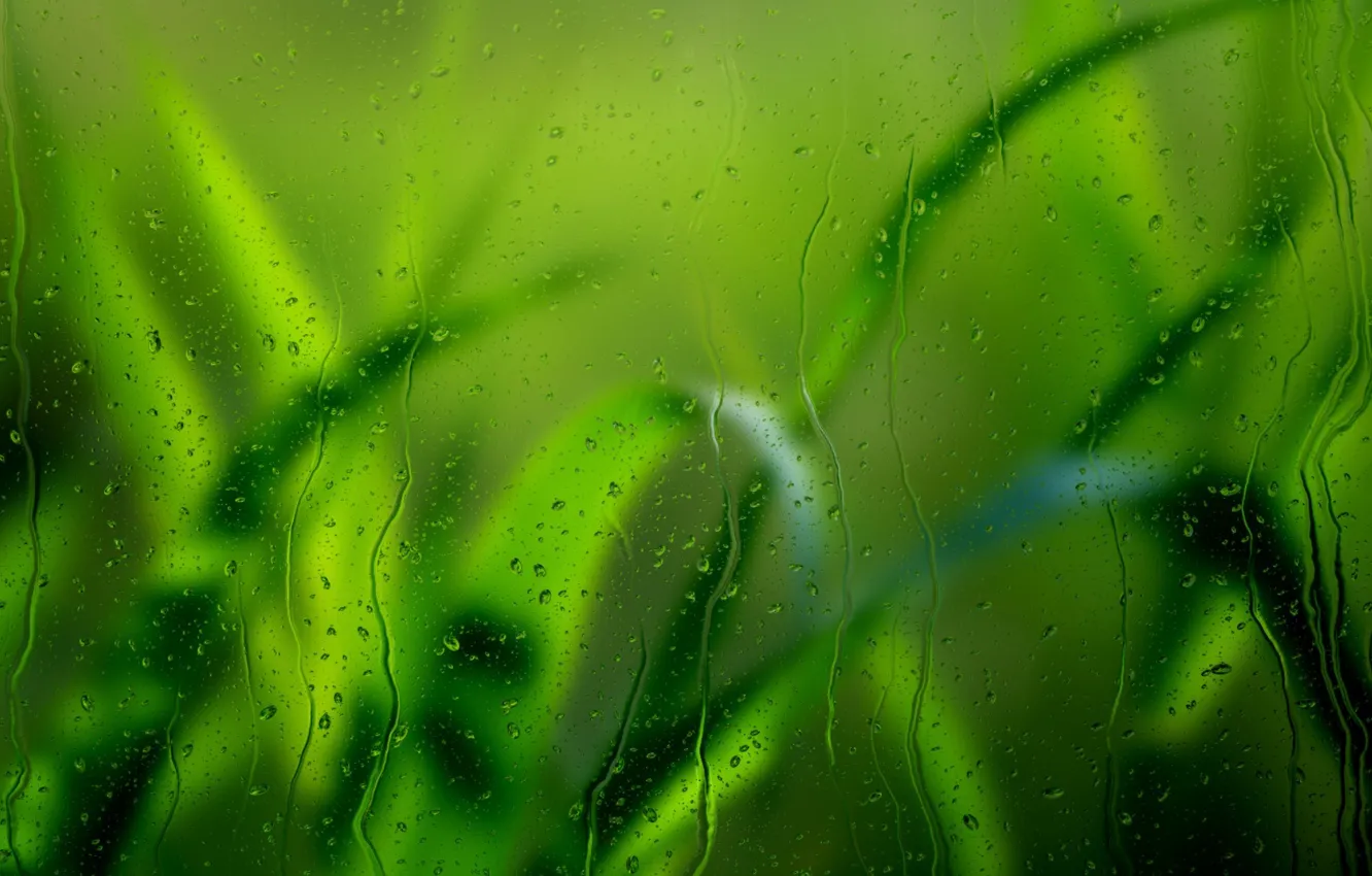 Photo wallpaper grass, glass, drops, macro