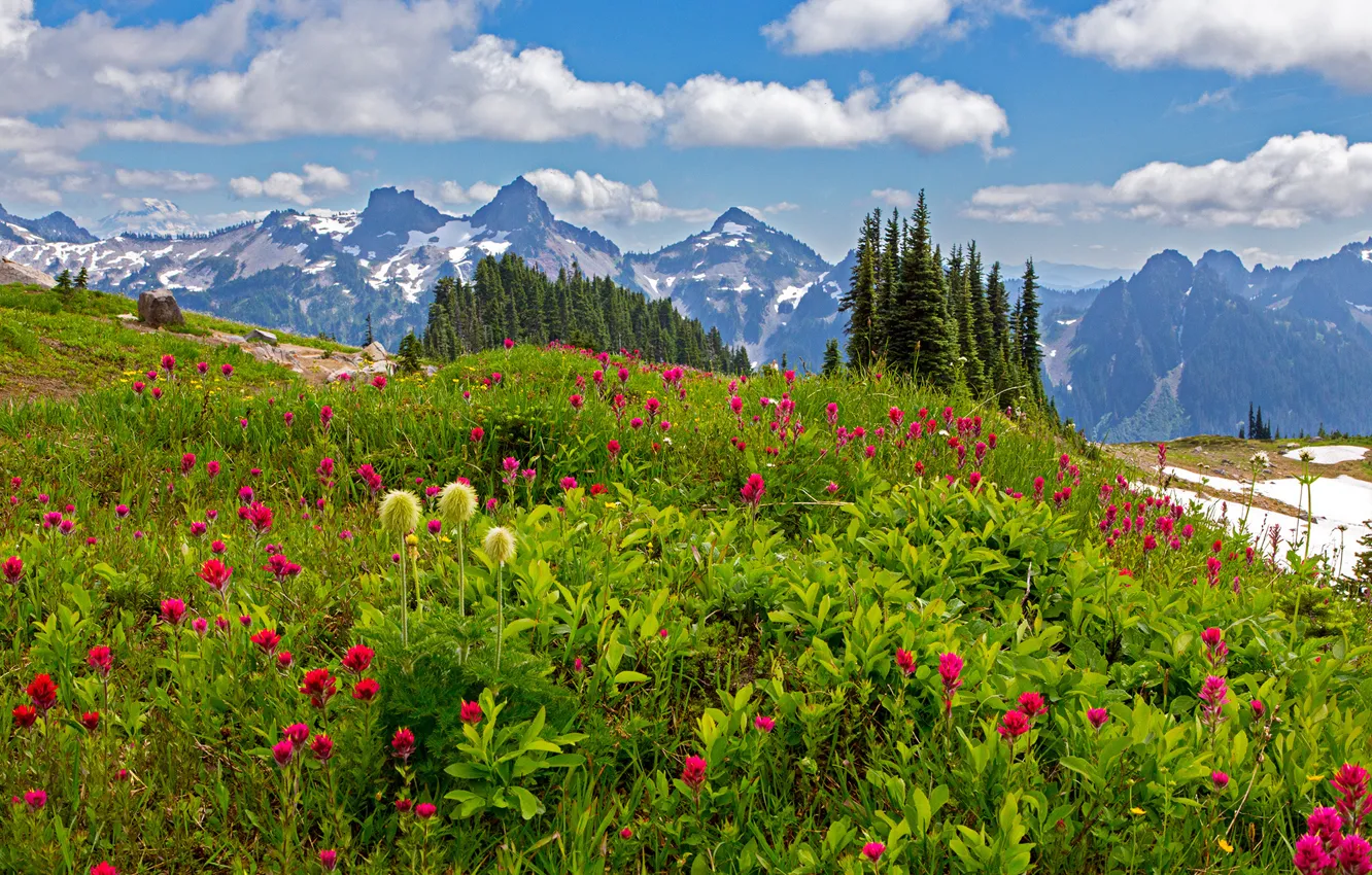 Photo wallpaper grass, clouds, trees, flowers, mountains, stones, Washington, USA