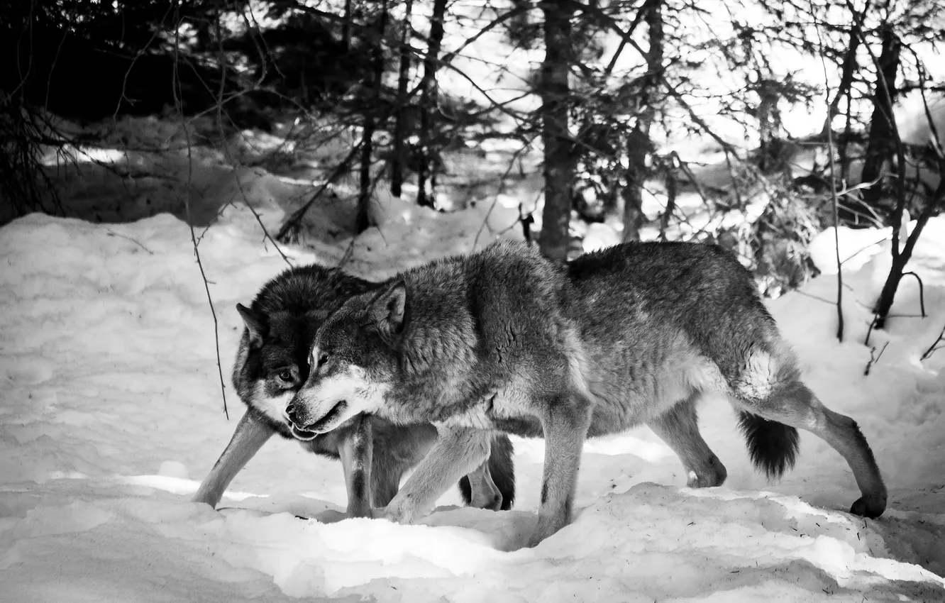 Photo wallpaper Predator, nature, animal, wolf, wildlife, portrait, portrait., Canis lupus. face