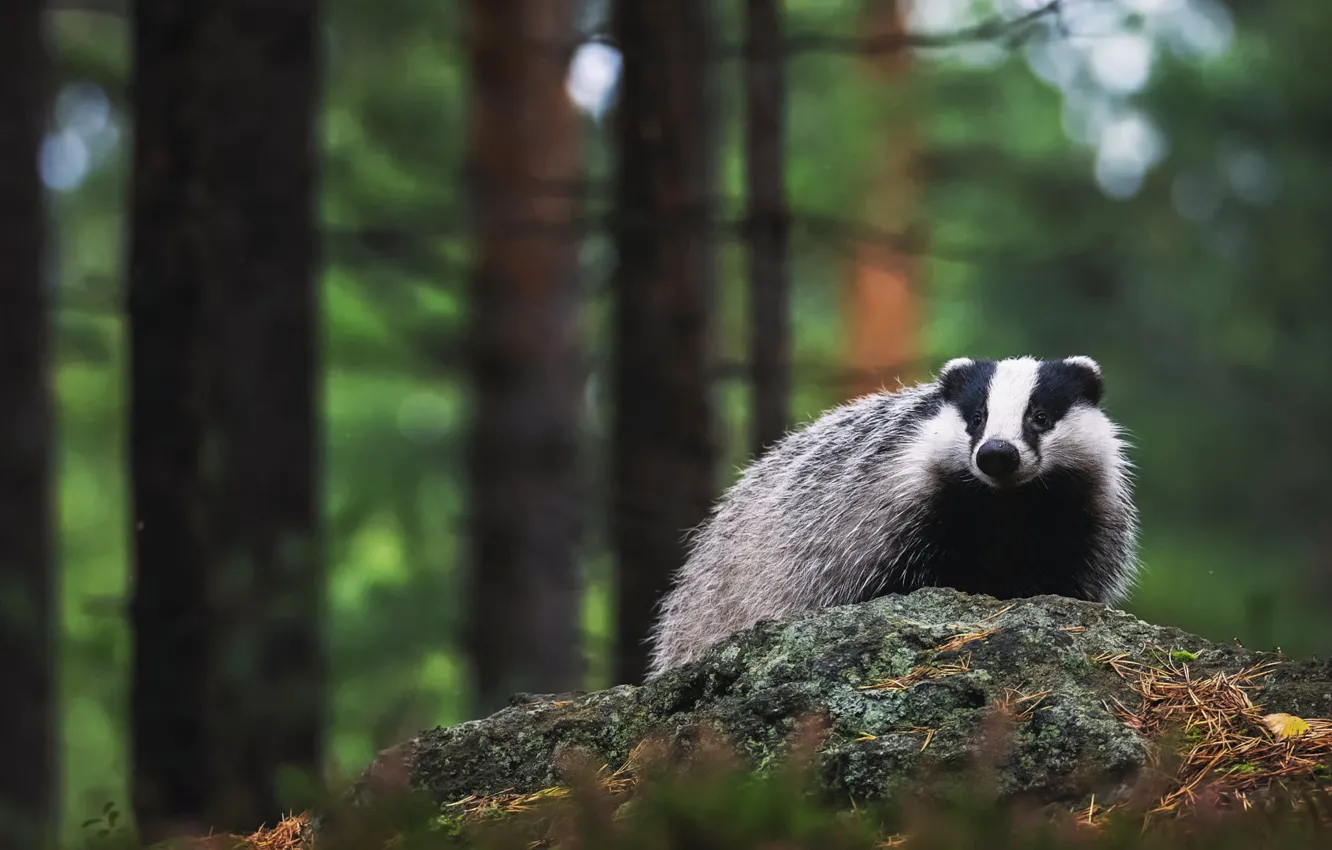 Photo wallpaper forest, look, trees, pose, stones, background, trunk, wildlife