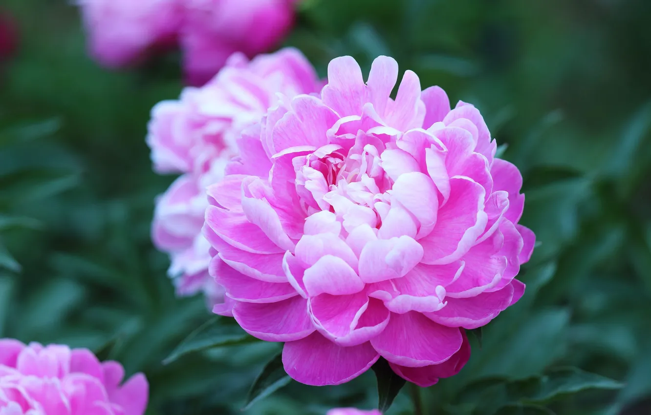 Photo wallpaper pink, the bushes, peonies
