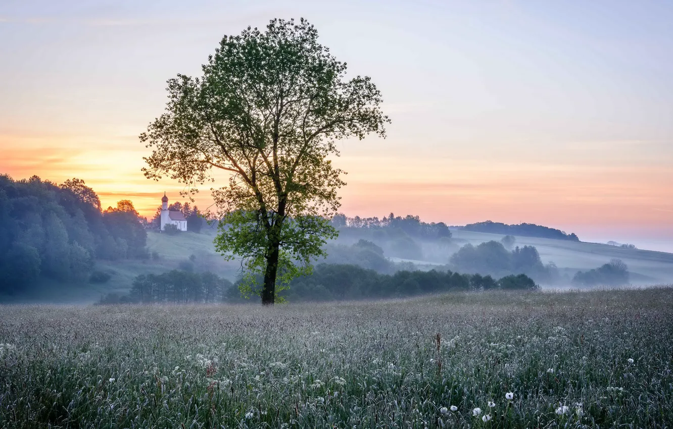 Photo wallpaper field, trees, fog