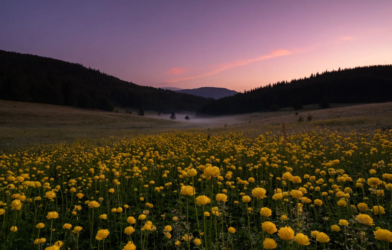 Photo wallpaper field, forest, the sky, flowers, mountains, the evening, yellow, globeflowers