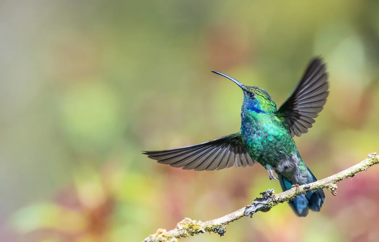 Photo wallpaper branches, bird, Hummingbird