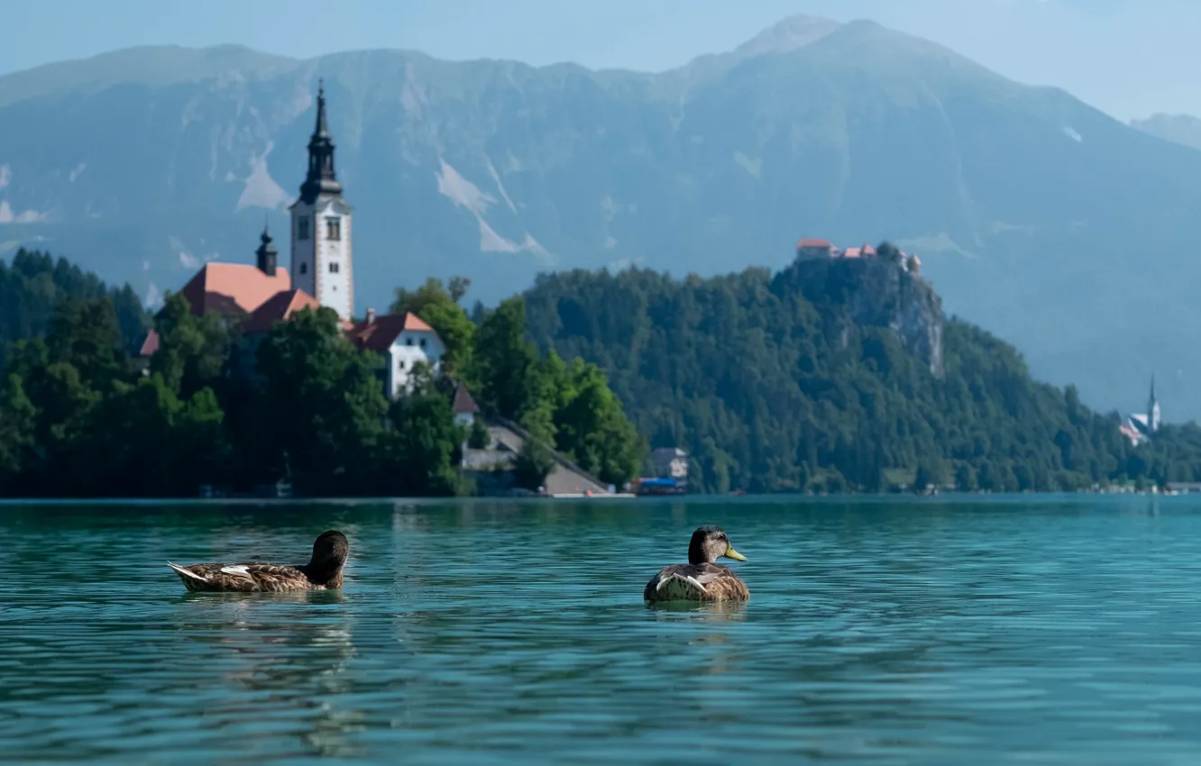 Photo wallpaper landscape, mountains, nature, lake, duck, Church, Slovenia, Lake bled